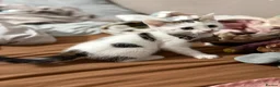 Mixed Breed cats for sale: Gaston - Advert 4