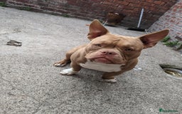 American Bulldog dogs for sale: American pocket bully  - Image 3