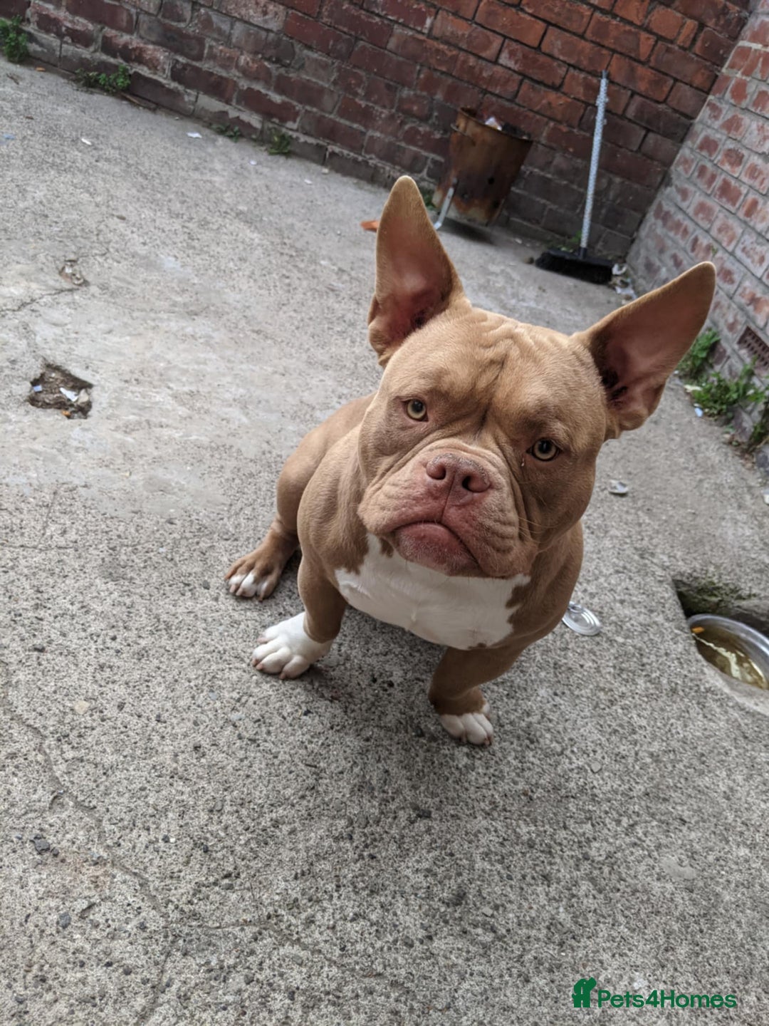 American Bulldog dogs for sale: American pocket bully  - Image 3