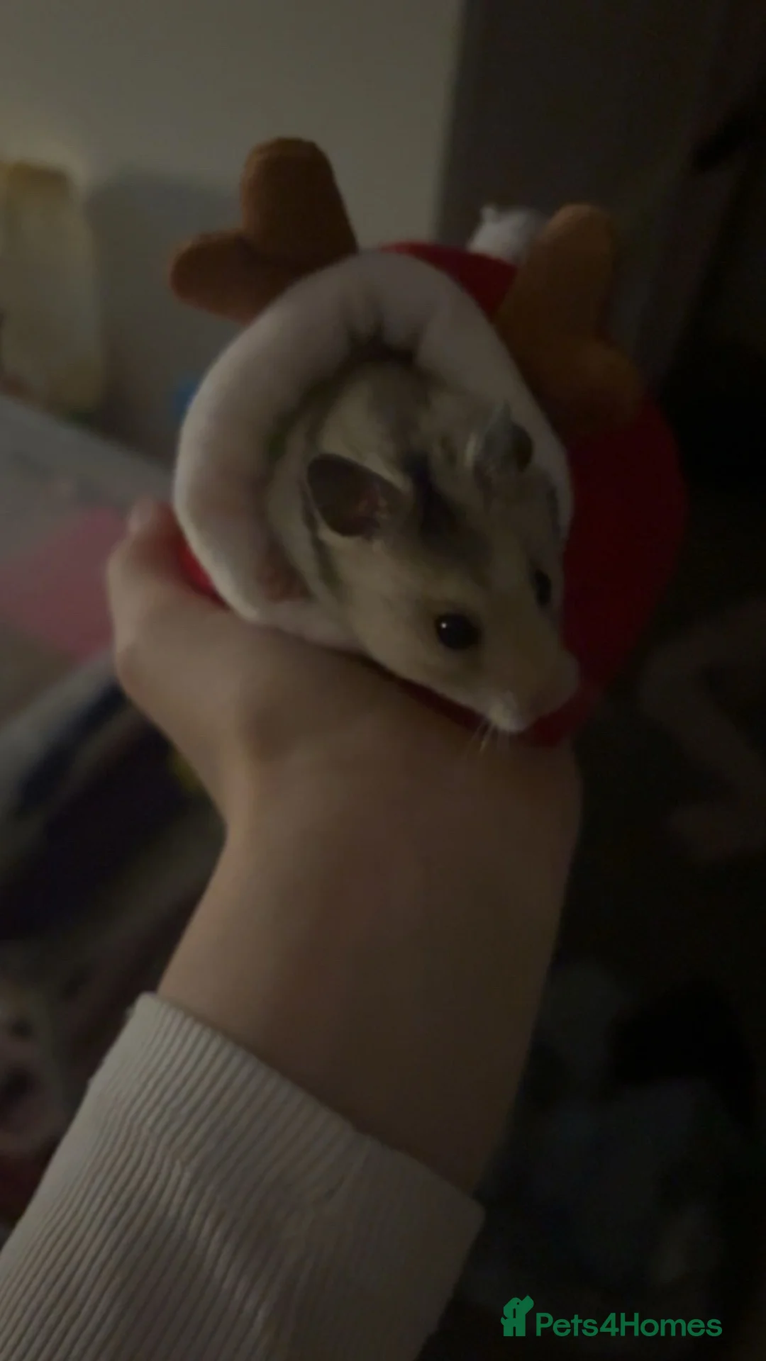 Hamster rodents for sale: Syrian hamster with cage in Coventry - Advert 3