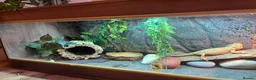 Bearded Dragon reptiles for sale: Female rescue named Athena  in Fleetwood - Advert 4