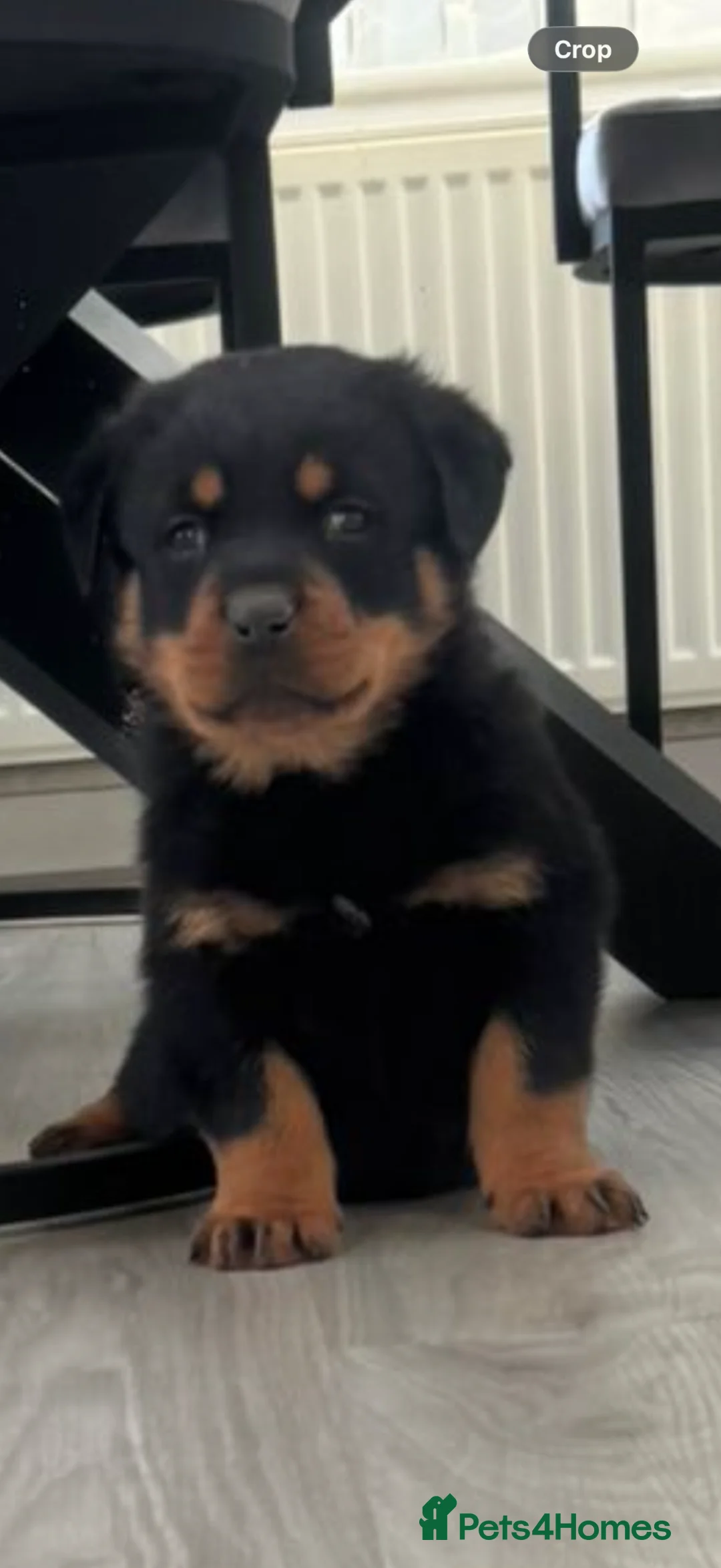 Rottweiler dogs for sale: Traditional type  KC Registered Rottweiler pups  - Advert 2