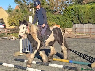 Irish Cob horses 13.1h Gypsie Cob gelding. - Advert 1