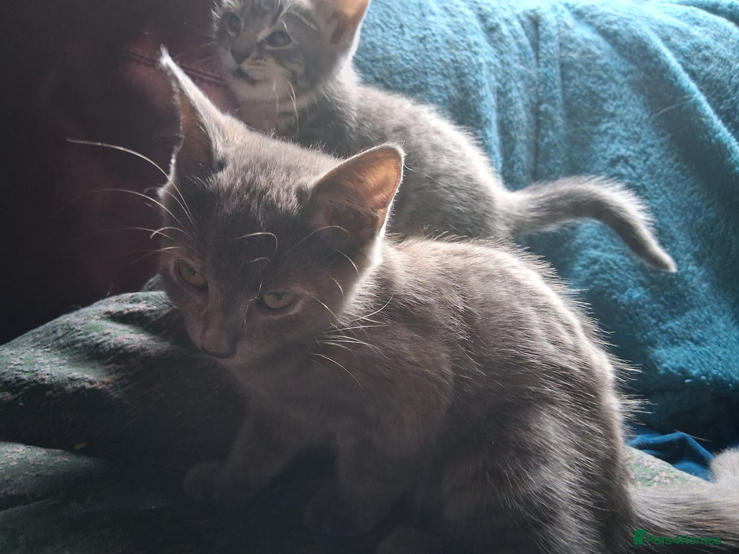 Mixed Breed cats for sale: Charming Cheeky Chunky  Bengal X Kittens. - Image 15