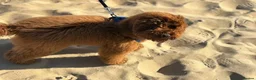 Miniature Poodle dogs for stud: Teddy  - Advert 27