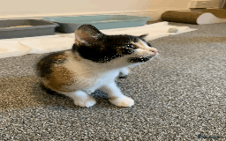 Mixed Breed cats for sale: gorgeous kittens male and female  - Image 10