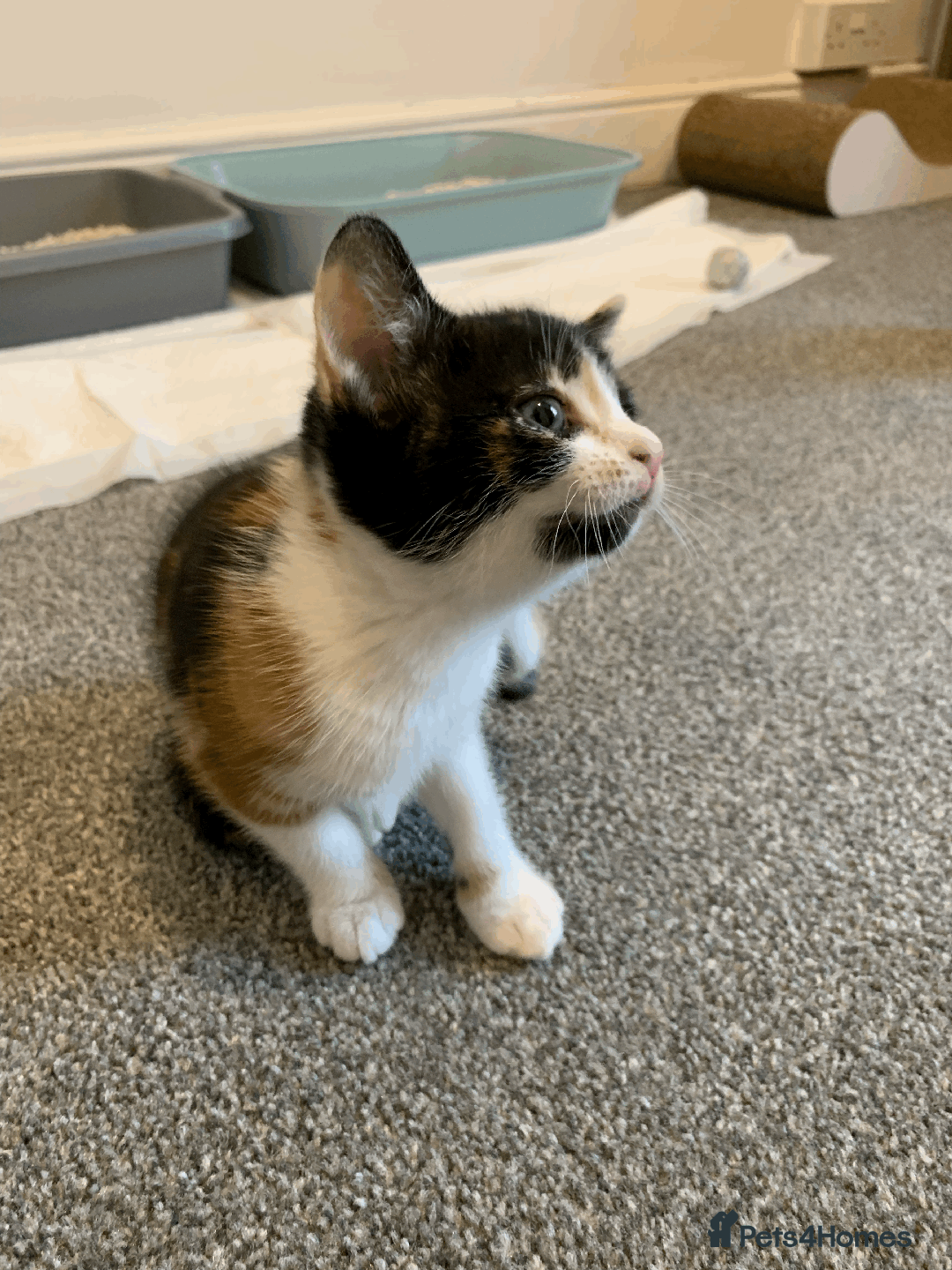 Mixed Breed cats for sale: gorgeous kittens male and female  - Image 10