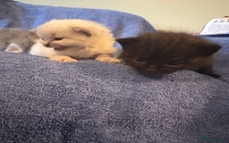 Ragdoll cats for sale: 🐾 Adorable Ragdoll x Maine Coon Kittens 🐾 - Image 7