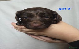 Cockapoo dogs for sale: F2 Cockapoo puppies  - Image 11