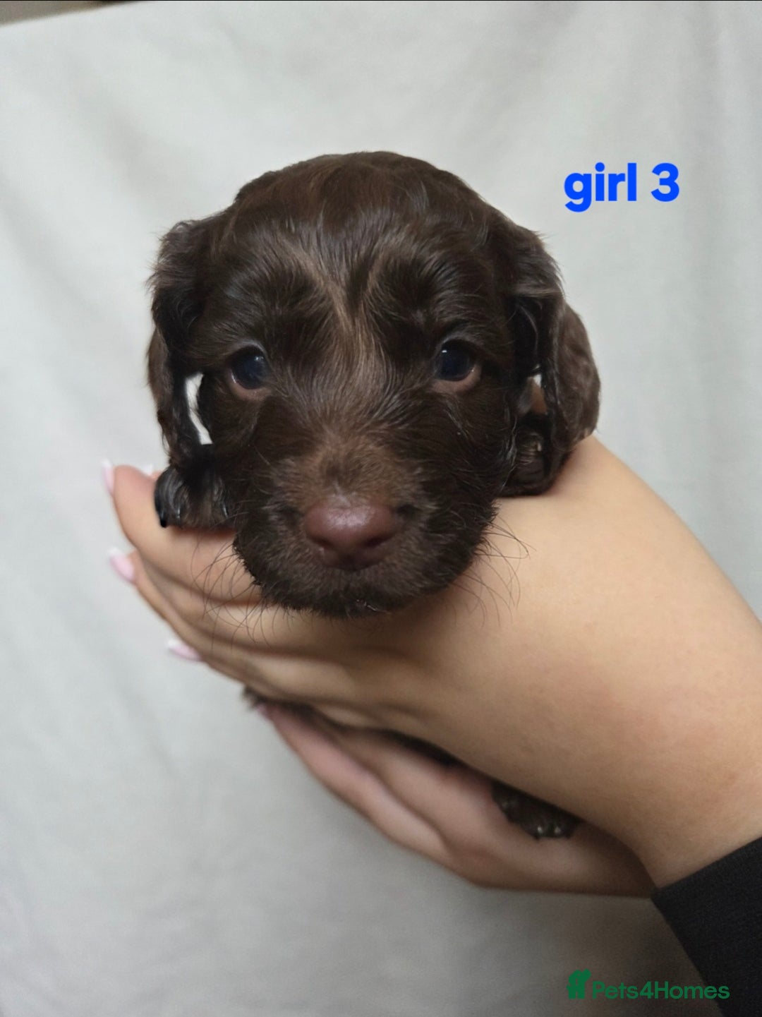 Cockapoo dogs for sale: F2 Cockapoo puppies  - Image 11