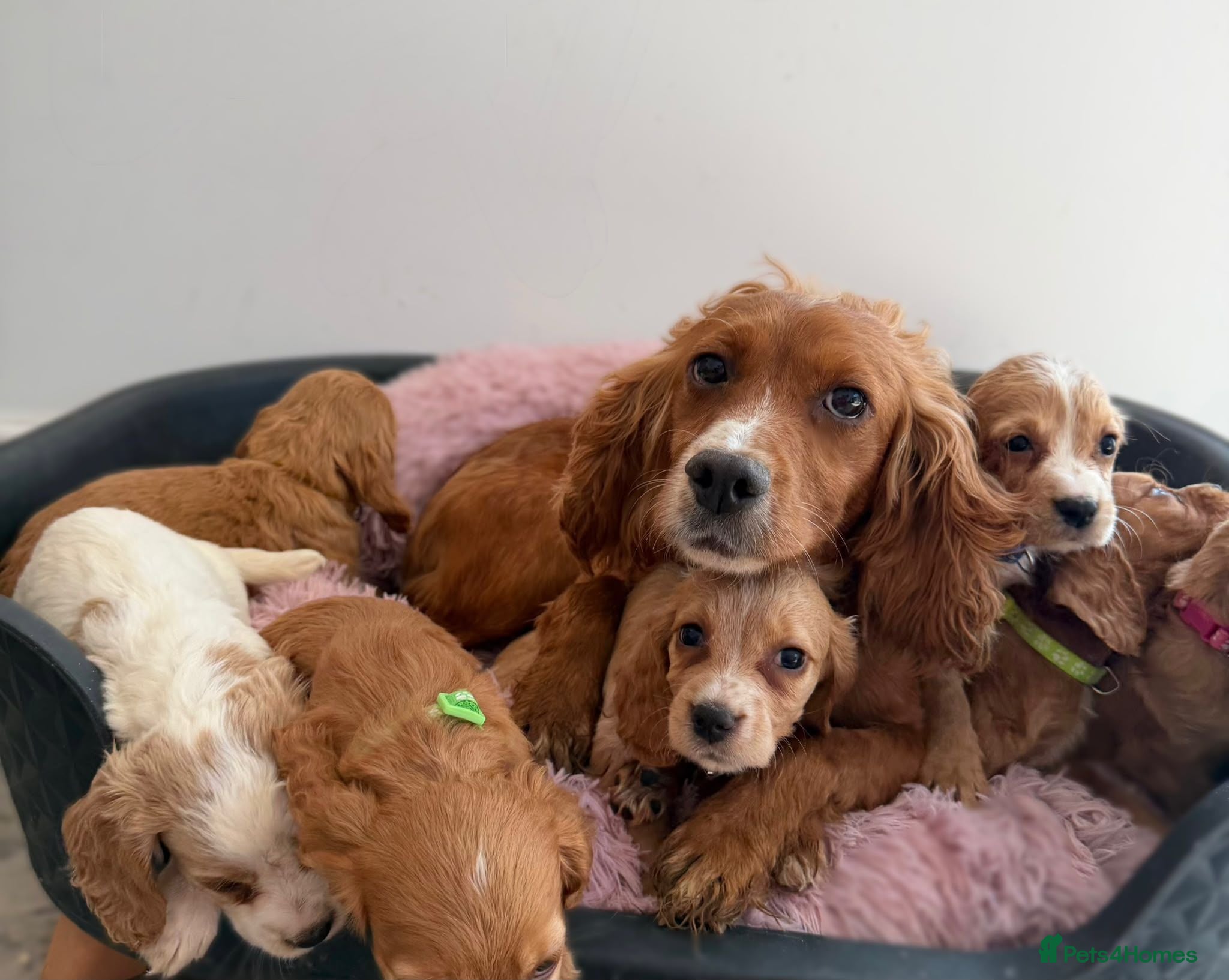 Cocker Spaniel dogs Puppies Cocker Spaniel  - Advert 2