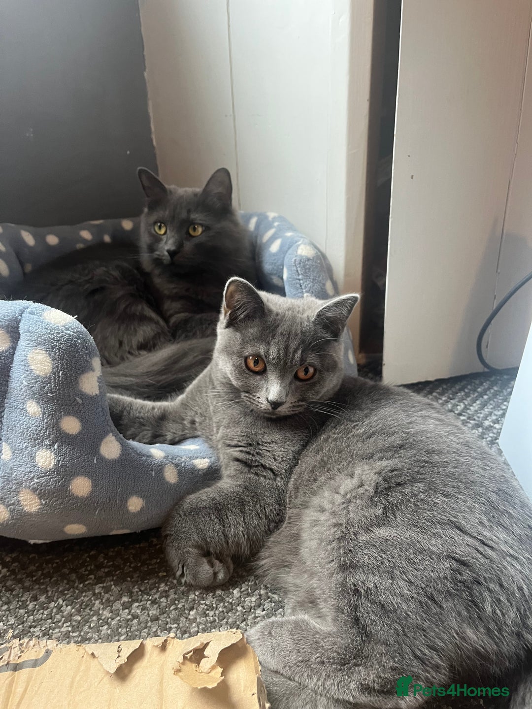 Mixed Breed cats for sale: Mother and daughter cats. - Advert 5