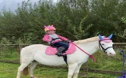 Riding pony horses for sale: For Sale Kids Lead Rein Pony! Safe and Bombproof - Advert 8