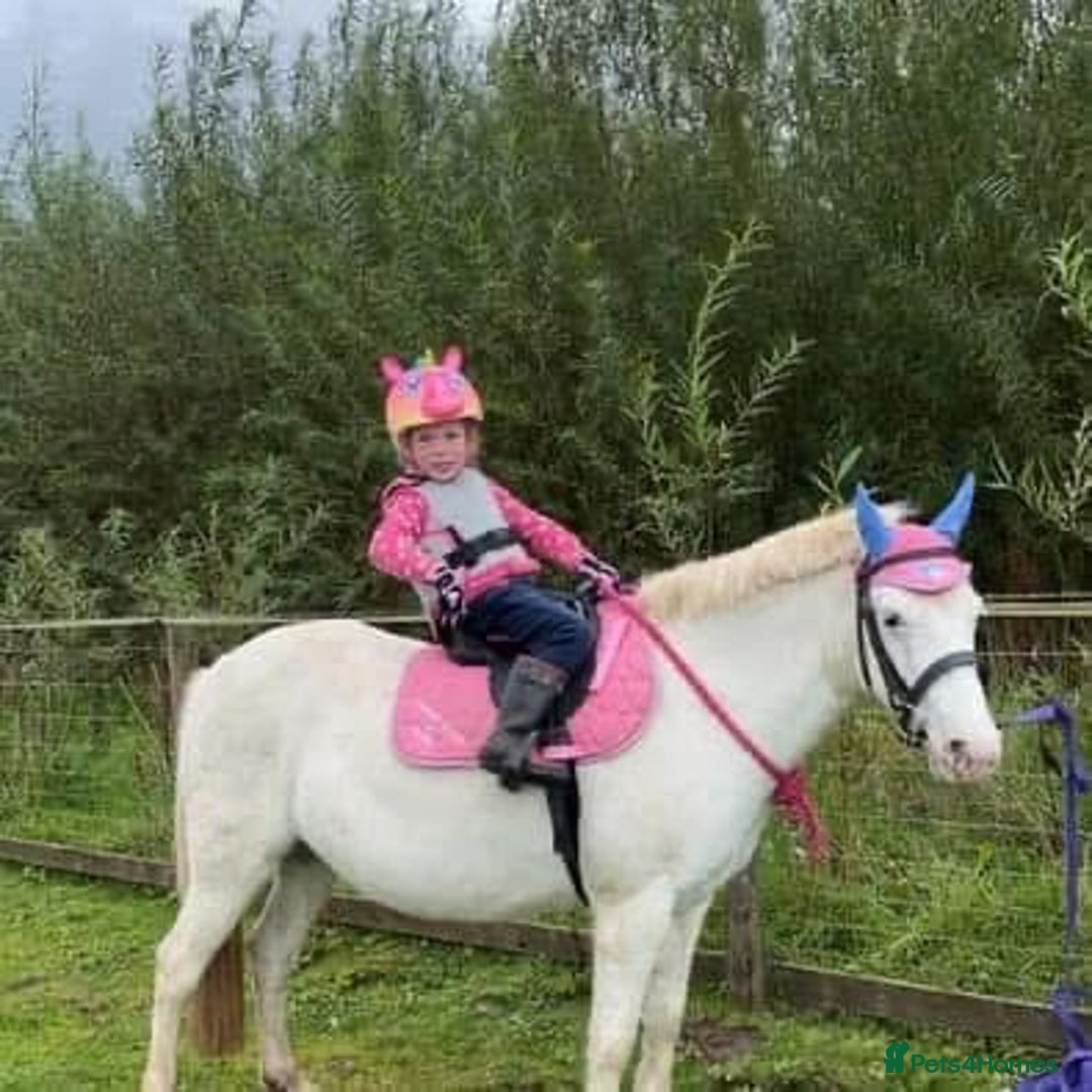 Riding pony horses for sale: For Sale Kids Lead Rein Pony! Safe and Bombproof - Advert 8