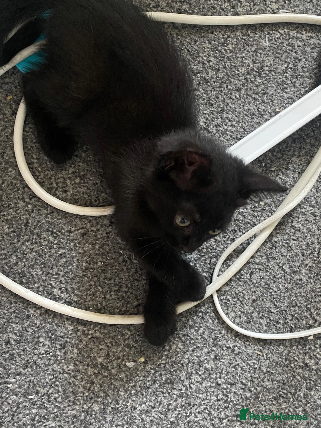 Mixed Breed cats for sale: part ragdoll kitten looking for her home (asap) - Advert 7