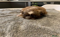 Shih Tzu dogs for sale: Shih Tzu puppies ready 27 th August  - Image 10