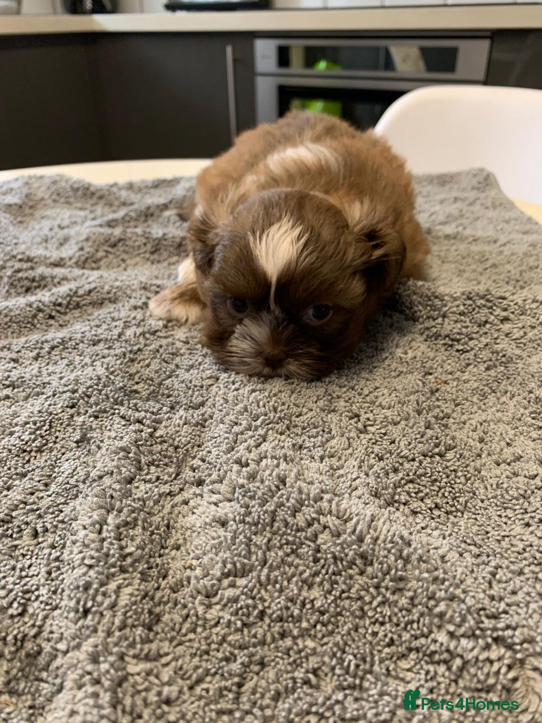 Shih Tzu dogs for sale: Shih Tzu puppies ready 27 th August  - Image 10