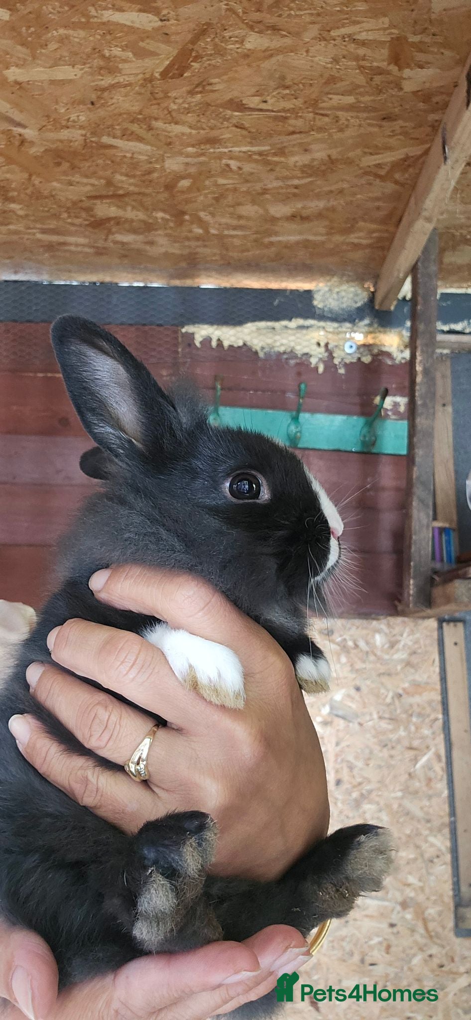 Mixed Breed rabbits They are friendly 🥰 - Advert 10