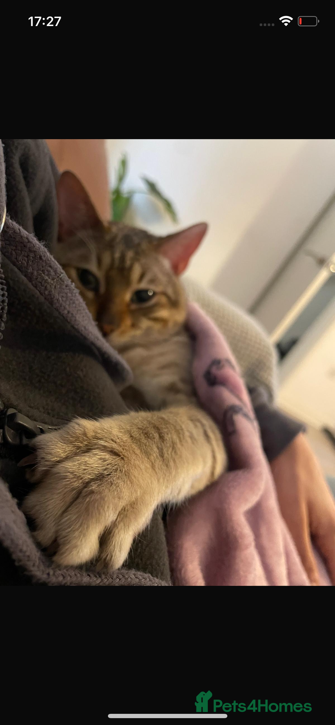 Bengal cats for sale: snow bengal  - Advert 2