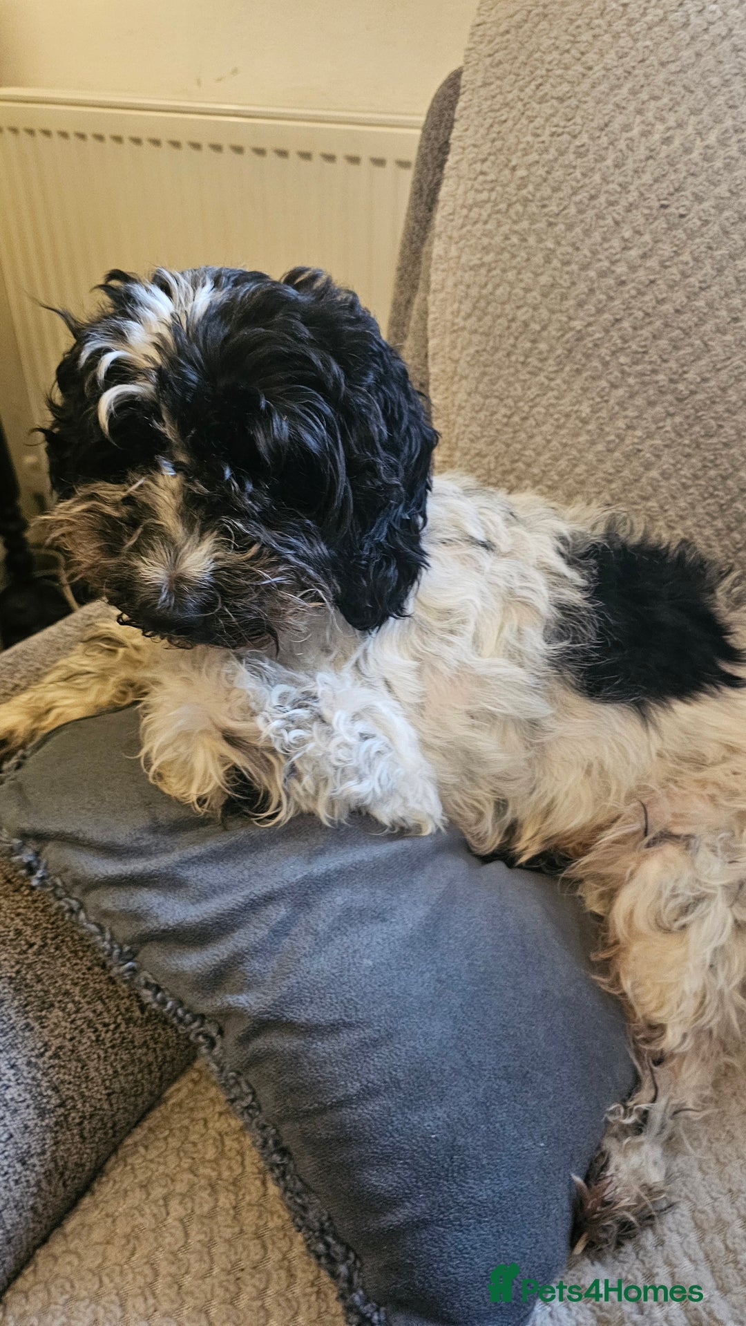 Cockapoo dogs for sale: 5 stunning f2 cockapoos ready togo x - Advert 1