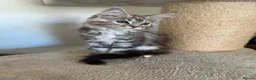 Maine Coon cats for sale: MAINE COON KITTENS - Advert 5