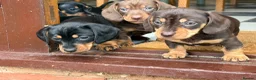 Dachshund dogs for sale: Two beautiful dachshund Dogs 6 months for sale  in Kidderminster - Advert 3