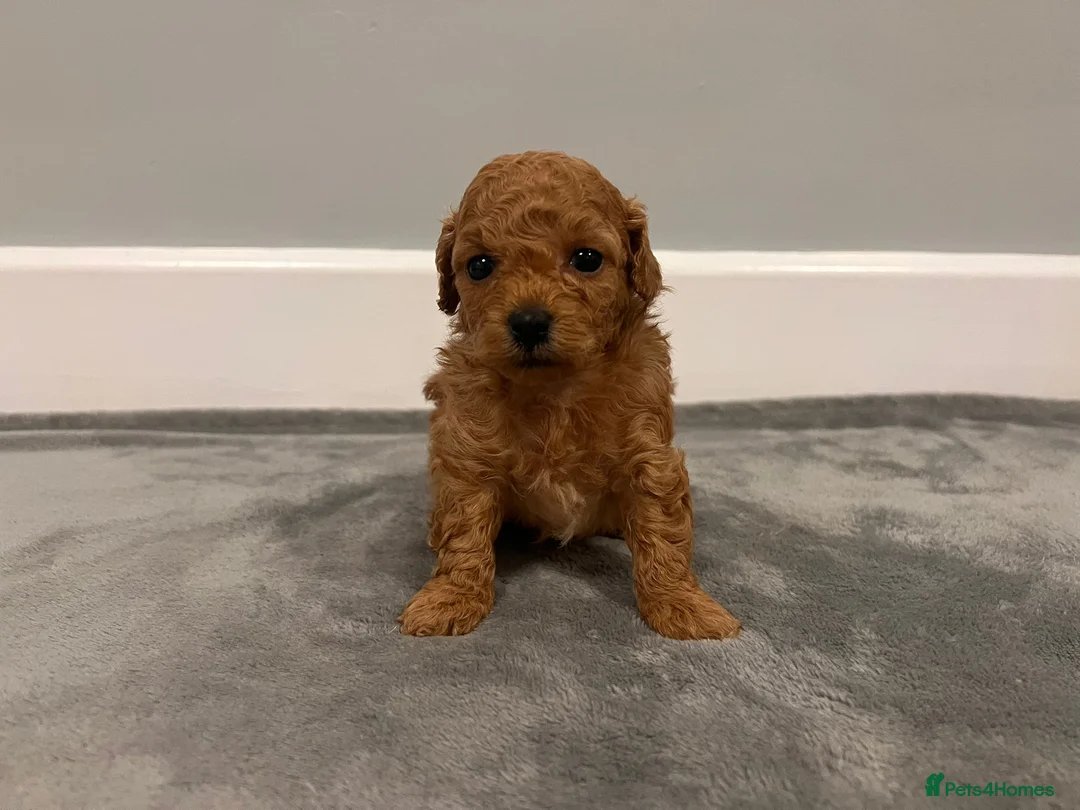 Mixed Breed dogs for sale: 🐩Asian Line Poodles-Fox Red, Apricot 🐩  - Advert 21