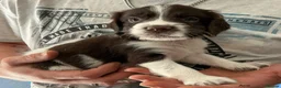 English Springer Spaniel dogs for sale: Beautiful springer spaniel puppies - Advert 9