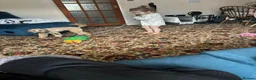 Miniature Poodle dogs for sale: Lola miniature poodle - Advert 2