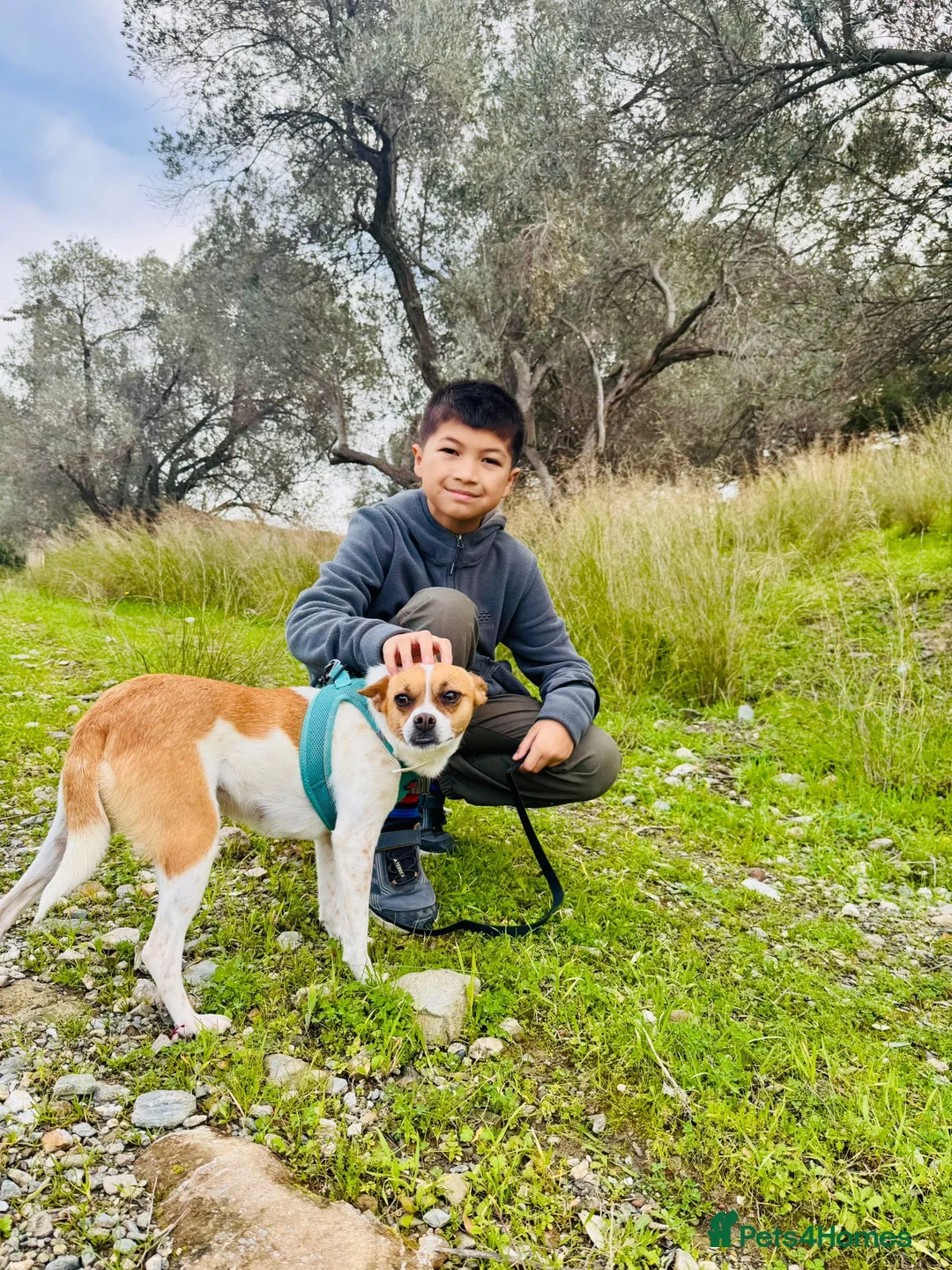 Miniature Pinscher dogs for adoption: Rescued Pinscher Girl is Ready to Adopt!  - Advert 4