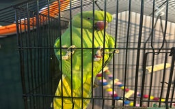 Parakeets birds for sale: Indian redneck  - Advert 1