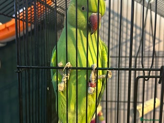 Parakeets birds Indian redneck - Advert 2