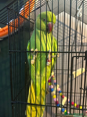 Parakeets birds Indian redneck - Advert 1