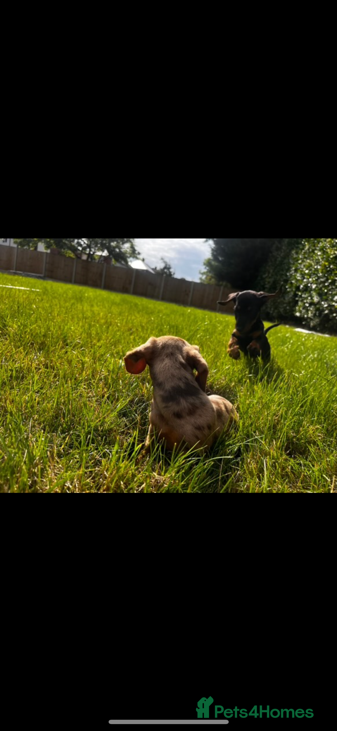 Dachshund dogs for sale: Dashound pups - Image 5
