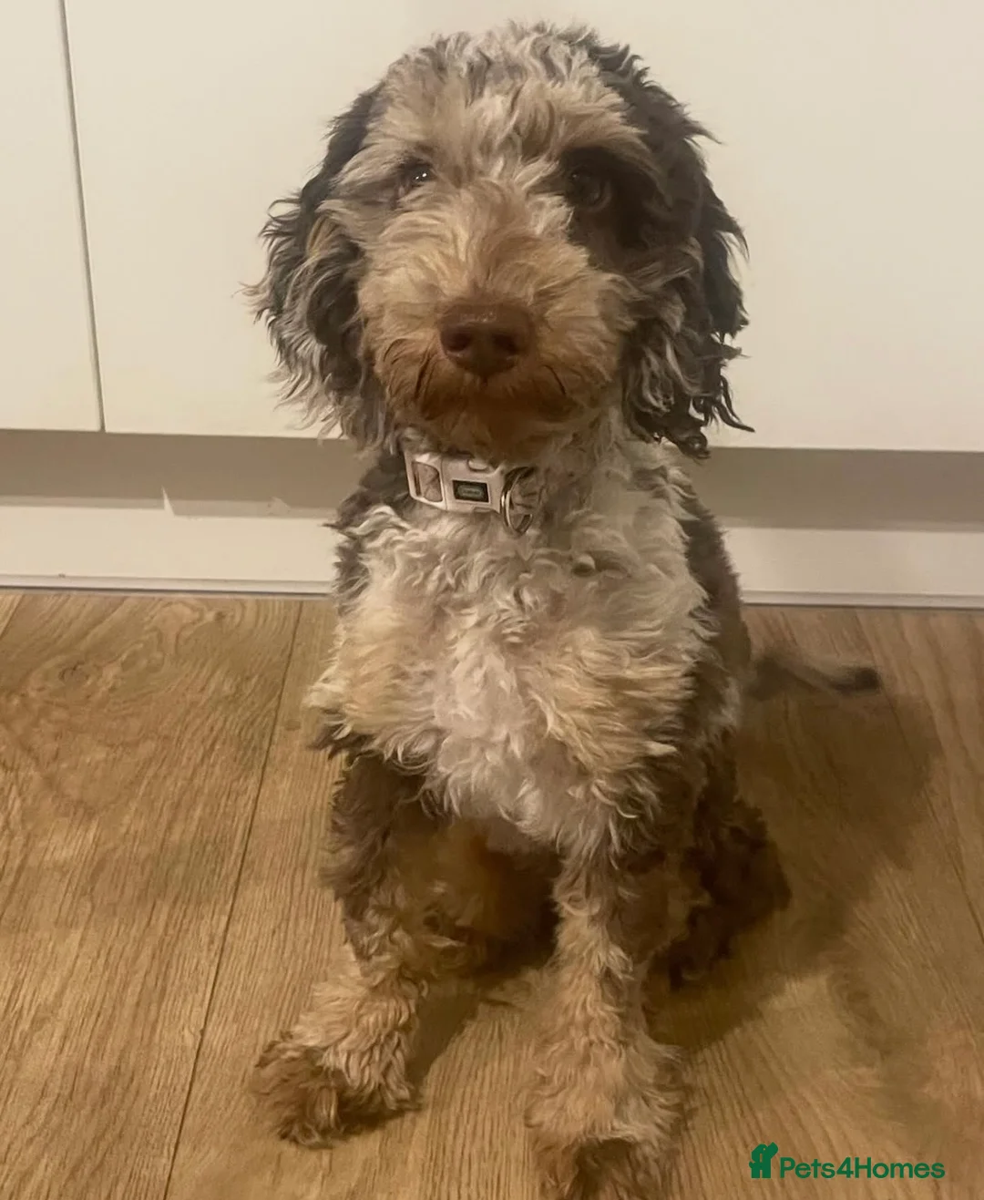 Cockapoo dogs for sale: 1 year old cockapoo - Advert 4