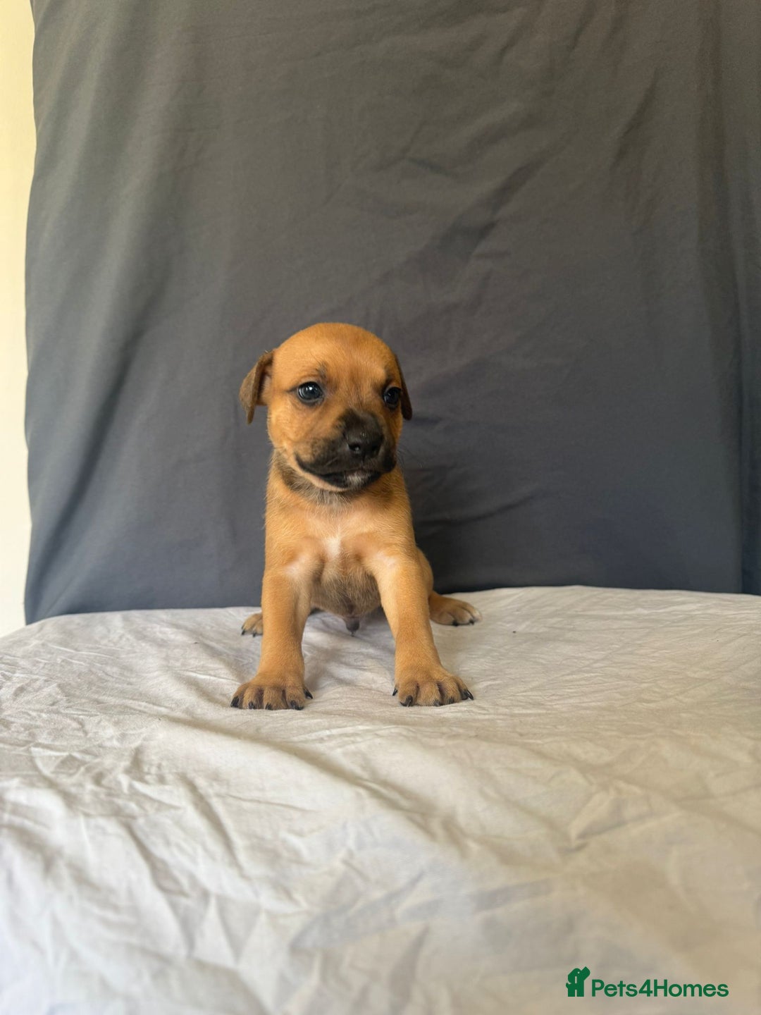 Staffordshire Bull Terrier dogs for sale: COI 3.6% Red staffordshire bull terrier's - Advert 3