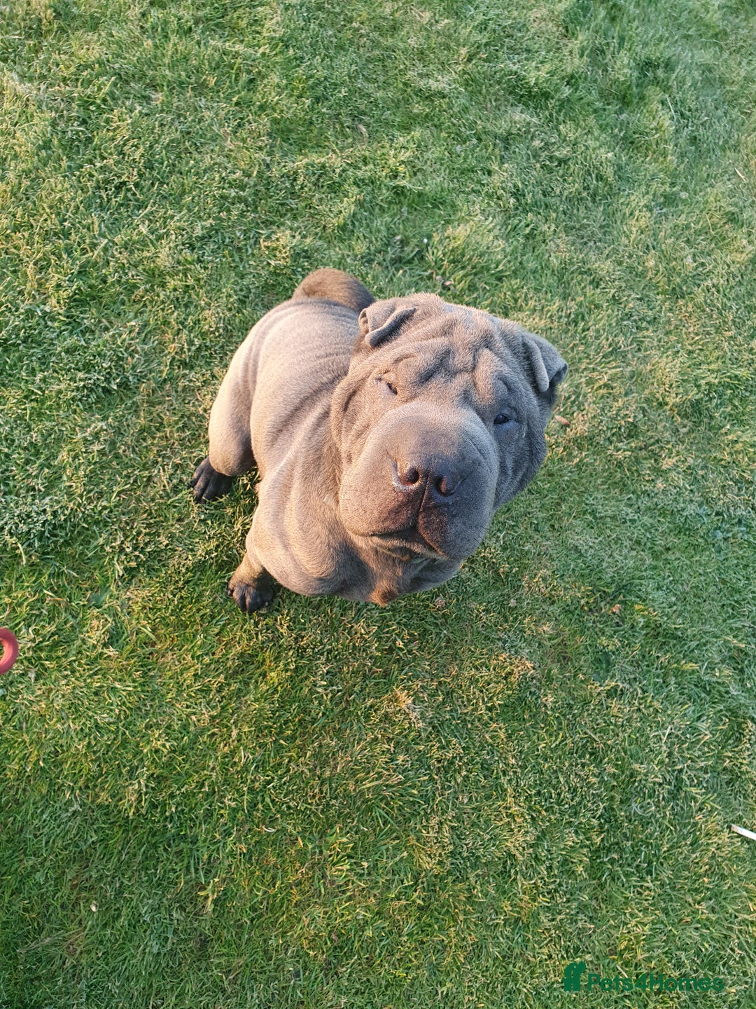 Shar Pei dogs for sale: Lovely Sharpei - Advert 1