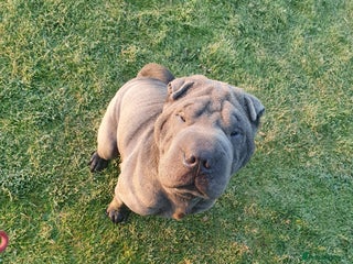 Shar Pei dogs Lovely Sharpei - Advert 1