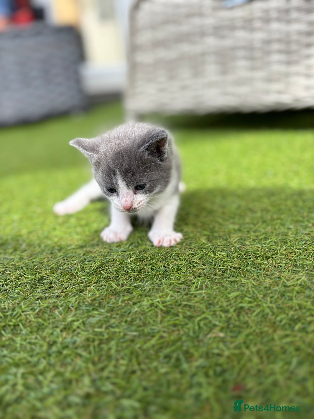 Domestic Shorthair cats for sale: 🐾 Playful, Affectionate Kittens - Image 7
