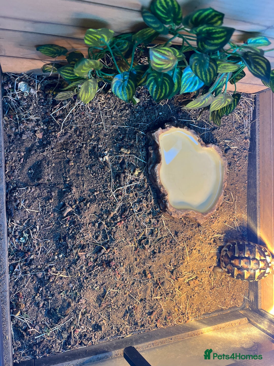 Hermann Tortoise reptiles for sale: Herman’s tortoise - Advert 3