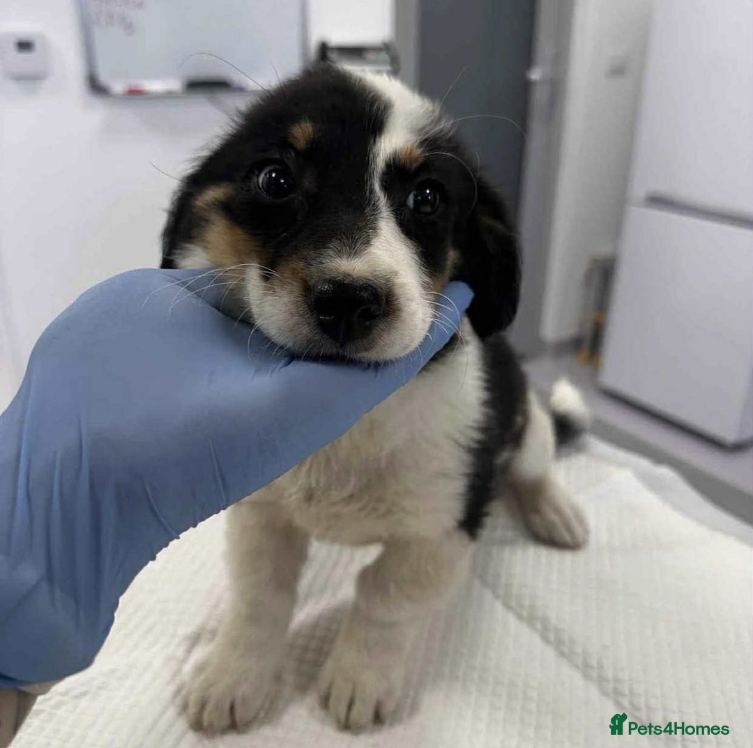 Mixed Breed dogs for adoption: 🥦Broccoli🥦 for adoption, coming into BUCKS - Image 2