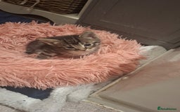 Mixed Breed cats for sale: 2 beautiful male kittens  - Image 1