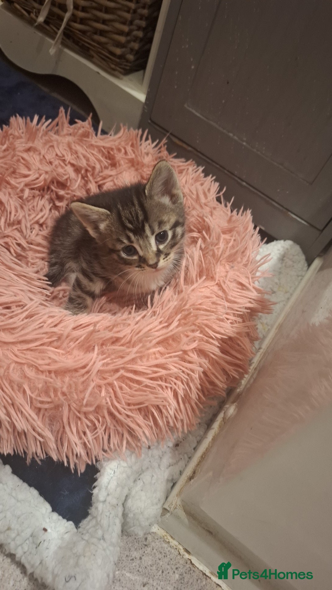 Mixed Breed cats for sale: 2 beautiful male kittens  - Image 1