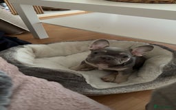 French Bulldog dogs for sale: 12 weeks. Finding a lovely home for our frenchie.  - Image 2