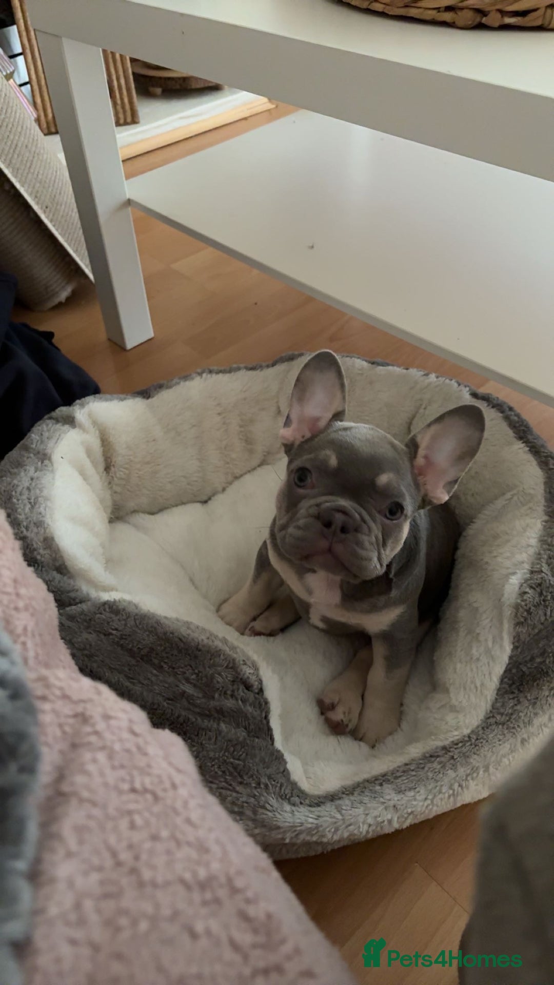 French Bulldog dogs for sale: 12 weeks. Finding a lovely home for our frenchie.  - Image 2