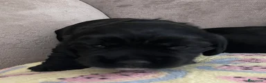 Puppy 6