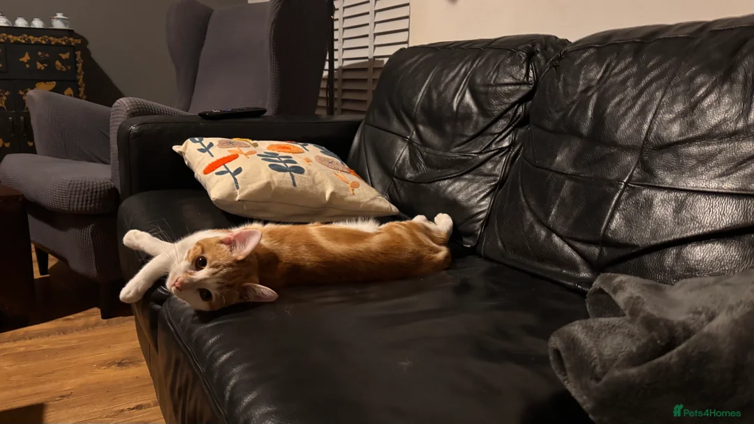 Mixed Breed cats for sale: Lovely ginger boy looking for a new home  - Advert 4