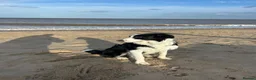 Border Collie dogs for sale: Freddy our 9 month collie in Gloucester - Advert 6