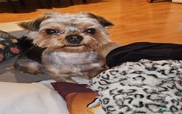 Yorkshire Terrier dogs for stud: Handsome Yorkshire Junior - Advert 3