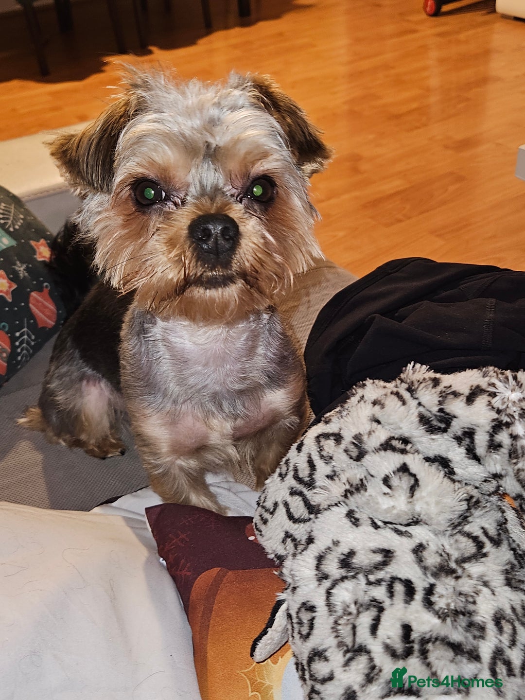 Yorkshire Terrier dogs for stud: Handsome Yorkshire Junior - Advert 3